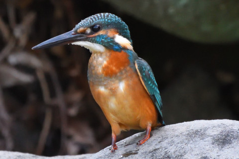 トリミング 2021/9月 SIGMA150-600C+D500 600mm F8 ss1/400 ISO3200