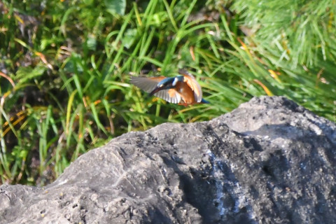 トリミング 2021/9月 SIGMA150-600C+D500 600mm F8 ss1/2000 ISO4000 AF-C グループエリア