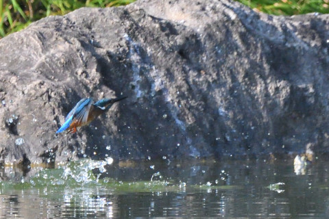 トリミング 2021/9月 SIGMA150-600C+D500 600mm F8 ss1/2000 ISO2500 AF-C グループエリア