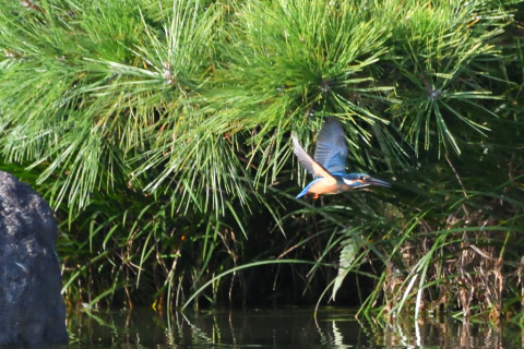 トリミング 2021/9月 SIGMA150-600C+D500 600mm F8 ss1/2000 ISO4000 AF-C グループエリア