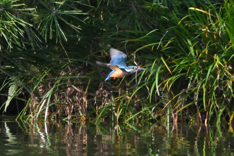 トリミング 2021/9月 SIGMA150-600C+D500 600mm F8 ss1/2000 ISO4000 AF-C グループエリア