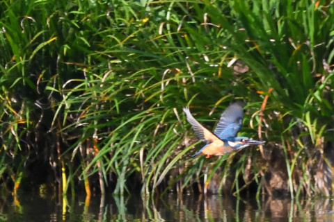 トリミング 2021/9月 SIGMA150-600C+D500 600mm F8 ss1/2000 ISO4000 AF-C グループエリア