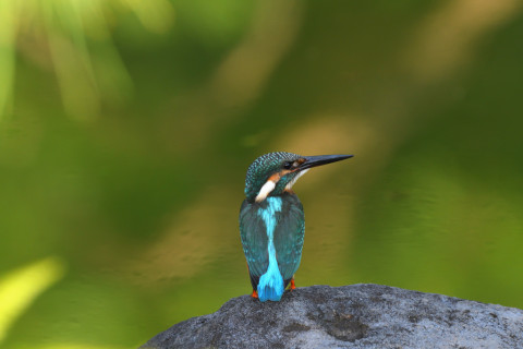 2021/9月 SIGMA150-600C+D500 600mm F8 ss1/320 ISO1100