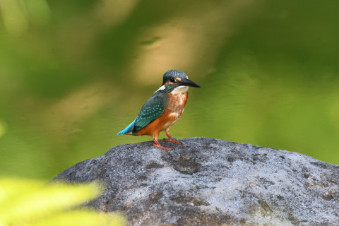 2021/9月 SIGMA150-600C+D500 600mm F8 ss1/320 ISO1400