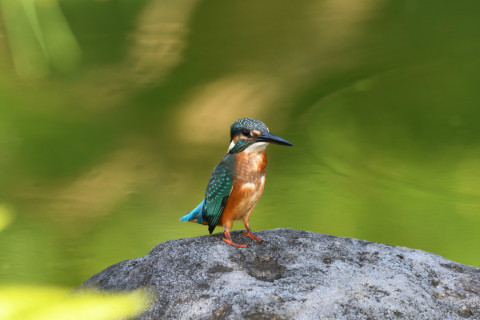 2021/9月 SIGMA150-600C+D500 600mm F8 ss1/320 ISO1400