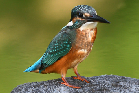 トリミング 2021/9月 SIGMA150-600C+D500 600mm F8 ss1/320 ISO1400