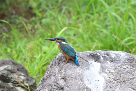 2021/9月 SIGMA150-600C+D500 600mm F8 ss1/1000 ISO4000