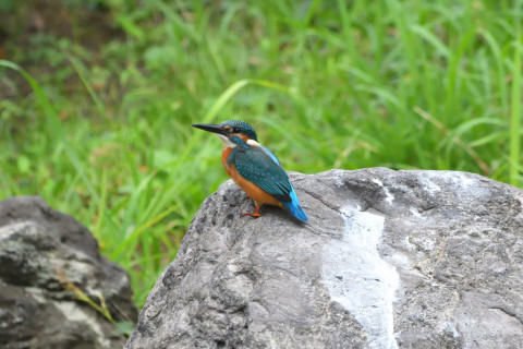 2021/9月 SIGMA150-600C+D500 600mm F8 ss1/1250 ISO4000