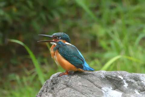 2021/9月 SIGMA150-600C+D500 600mm F8 ss1/1000 ISO4000