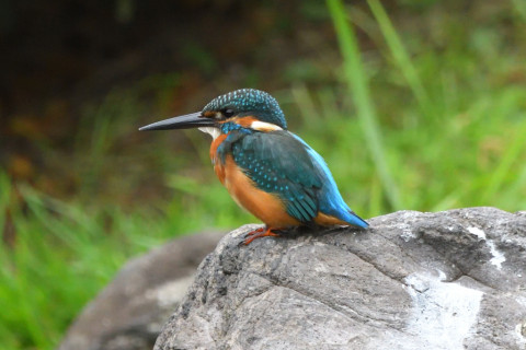 2021/9月 SIGMA150-600C+D500 600mm F8 ss1/1000 ISO2500