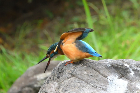 2021/9月 SIGMA150-600C+D500 600mm F8 ss1/1000 ISO4000