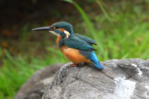 トリミング 2021/9月 SIGMA150-600C+D500 600mm F8 ss1/1250 ISO2800