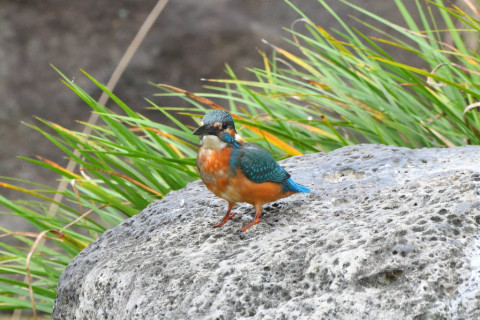 トリミング 2021/9月 SIGMA150-600C+D500 600mm F8 ss1/500 ISO1600