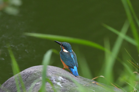 トリミング 2021/9月 SIGMA150-600C+D500 390mm F8 ss1/1250 ISO3600