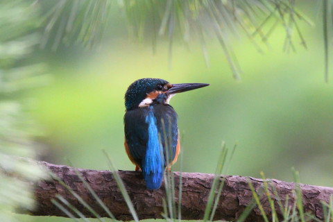 トリミング 2021/9月 SIGMA150-600C+D500 390mm F8 ss1/320 ISO4000