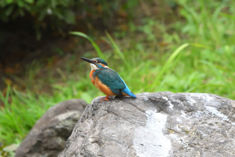 トリミング 2021/9月 SIGMA150-600C+D500 390mm F8 ss1/800 ISO4000