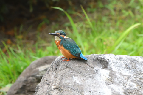 トリミング 2021/9月 SIGMA150-600C+D500 600mm F8 ss1/800 ISO4000