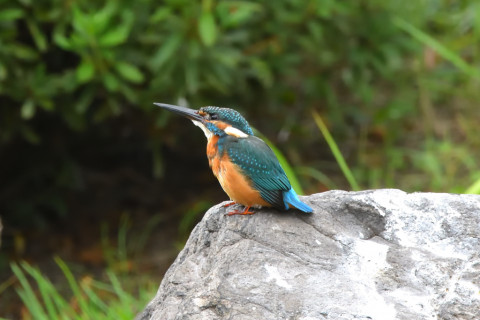 トリミング 2021/9月 SIGMA150-600C+D500 600mm F8 ss1/400 ISO3600