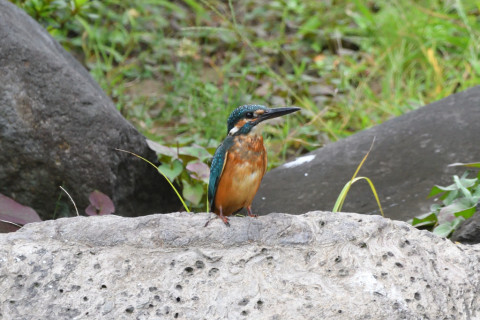 トリミング 2021/9月 SIGMA150-600C+D500 600mm F8 ss1/400 ISO1800