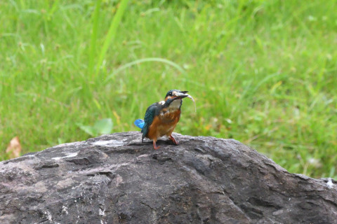 トリミング 2021/9月 SIGMA150-600C+D500 600mm F8 ss1/1250 ISO4000