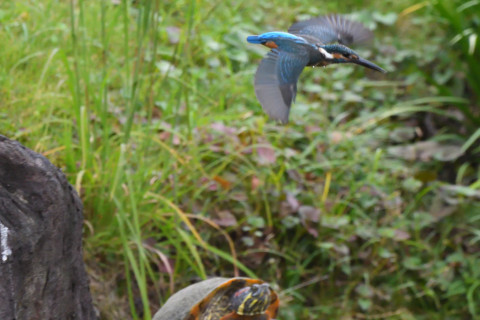 トリミング 2021/9月 SIGMA150-600C+D500 600mm F8 ss1/1250 ISO4000 AF-C 25点