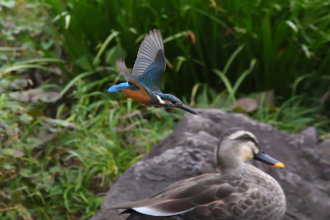 トリミング 2021/9月 SIGMA150-600C+D500 600mm F8 ss1/1250 ISO4000 AF-C 25点