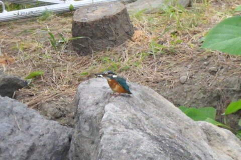 トリミング 2021/9月 SIGMA150-600C+D500 600mm F8 ss1/1250 ISO4000