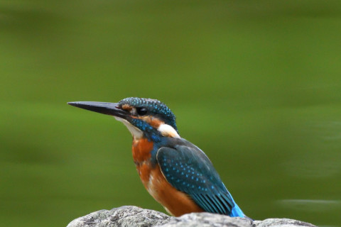 トリミング 2021/9月 SIGMA150-600C+D500 600mm F8 ss1/1250 ISO4000