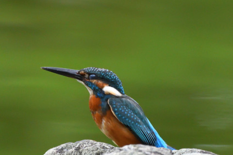 トリミング 2021/9月 SIGMA150-600C+D500 600mm F8 ss1/1250 ISO4000