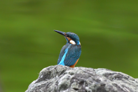 トリミング 2021/9月 SIGMA150-600C+D500 600mm F8 ss1/1250 ISO4000