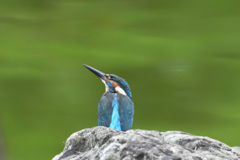 トリミング 2021/9月 SIGMA150-600C+D500 600mm F8 ss1/640 ISO4000
