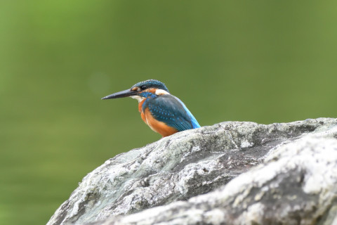 トリミング 2021/9月 SIGMA150-600C+D500 600mm F6.3 ss1/640 ISO4000