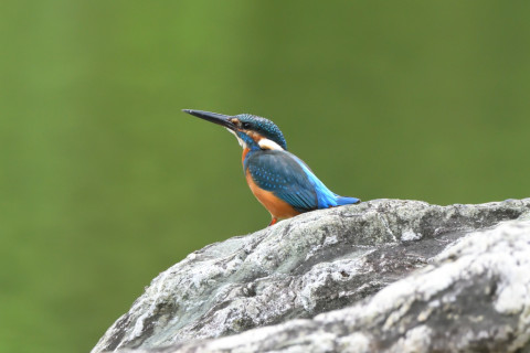 トリミング 2021/9月 SIGMA150-600C+D500 600mm F7.1 ss1/640 ISO4000