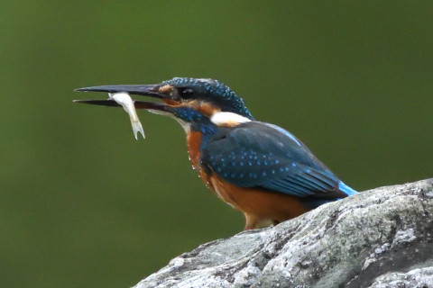 トリミング 2021/9月 SIGMA150-600C+D500 600mm F7.1 ss1/2000 ISO4000
