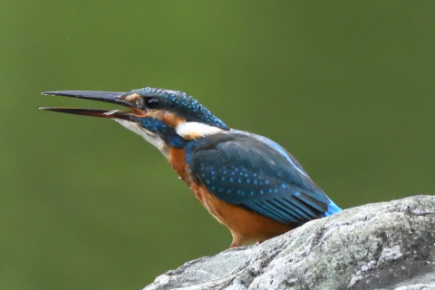 トリミング 2021/9月 SIGMA150-600C+D500 600mm F7.1 ss1/1000 ISO4000