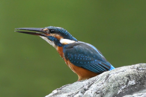 トリミング 2021/9月 SIGMA150-600C+D500 600mm F7.1 ss1/1000 ISO4000