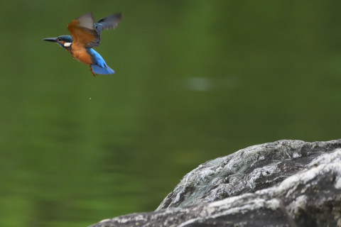 トリミング 2021/9月 SIGMA150-600C+D500 600mm F7.1 ss1/1600 ISO4000 AF-C 25点