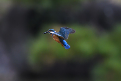 トリミング 2021/9月 SIGMA150-600C+D500 600mm F7.1 ss1/1600 ISO4000 AF-C 25点