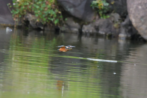 トリミング 2021/9月 SIGMA150-600C+D500 600mm F7.1 ss1/1250 ISO4000 AF-C 25点