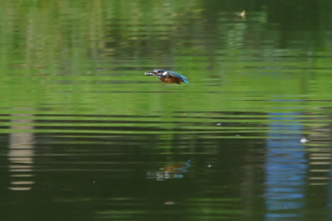 トリミング 2021/9月 SIGMA150-600C+D500 600mm F7.1 ss1/1250 ISO4000 AF-C 25点