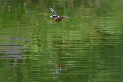 トリミング 2021/9月 SIGMA150-600C+D500 600mm F7.1 ss1/1250 ISO4000 AF-C 25点