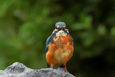 トリミング 2021/9月 SIGMA150-600C+D500 600mm F8 ss1/1250 ISO4000