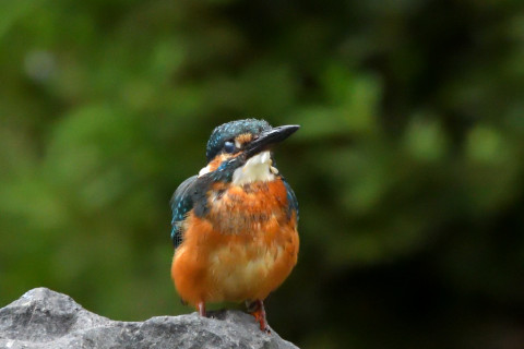 トリミング 2021/9月 SIGMA150-600C+D500 600mm F8 ss1/1250 ISO4000