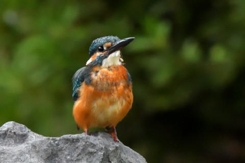 トリミング 2021/9月 SIGMA150-600C+D500 600mm F8 ss1/1250 ISO4000