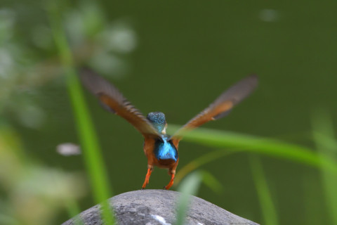 トリミング 2021/9月 SIGMA150-600C+D500 600mm F8 ss1/1250 ISO4000 AF-C 25点