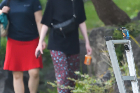 トリミング 2021/9月 SIGMA150-600C+D500 600mm F8 ss1/1250 ISO4000