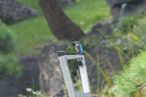 トリミング 2021/9月 SIGMA150-600C+D500 600mm F8 ss1/640 ISO2200