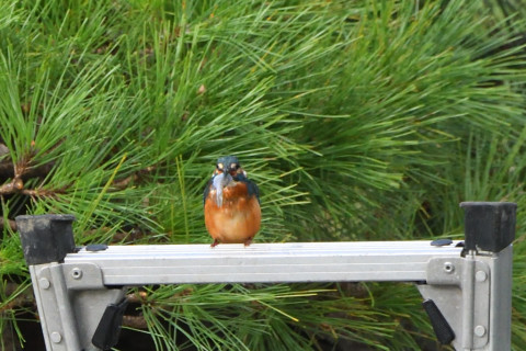 トリミング 2021/9月 SIGMA150-600C+D500 600mm F8 ss1/1250 ISO2500