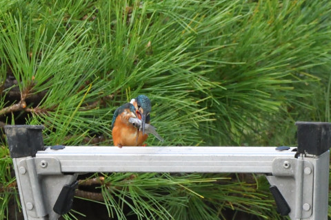 トリミング 2021/9月 SIGMA150-600C+D500 600mm F8 ss1/1250 ISO2800 AF-C 25点