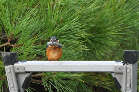 トリミング 2021/9月 SIGMA150-600C+D500 600mm F8 ss1/1250 ISO2800